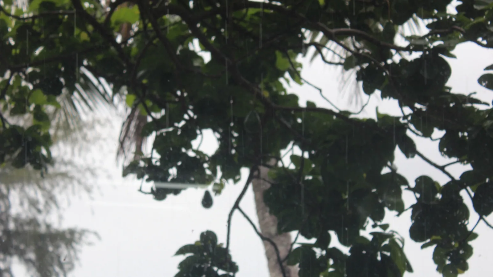 A tree in the Atlantic Coast in Nicaragua