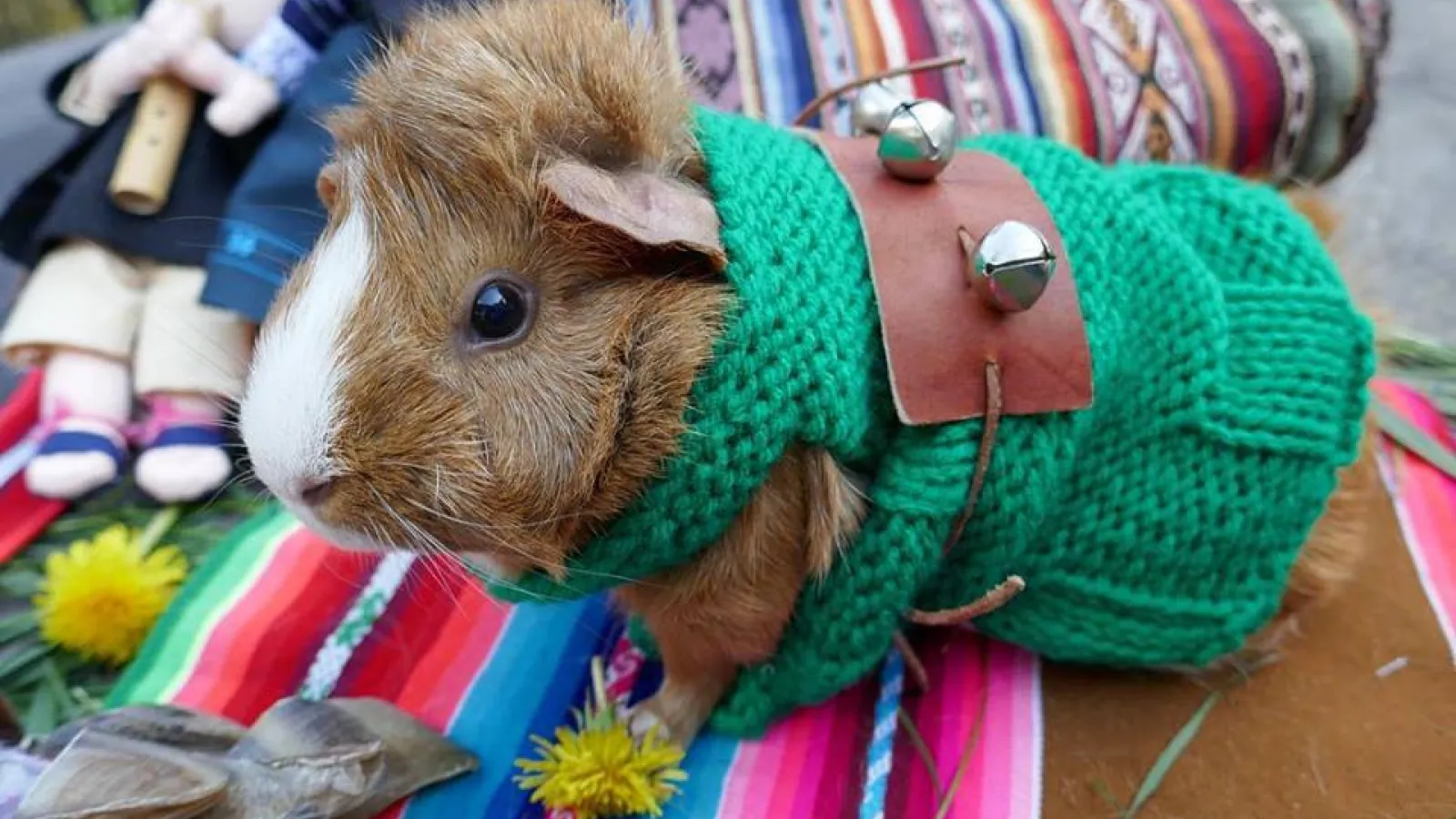 Mishki the guinea pig in a sweater