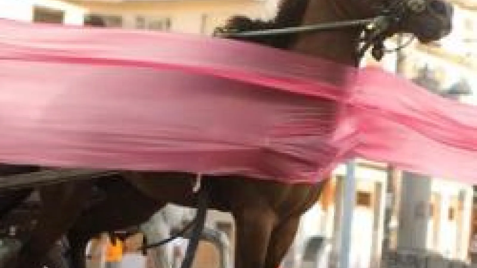 Horse 