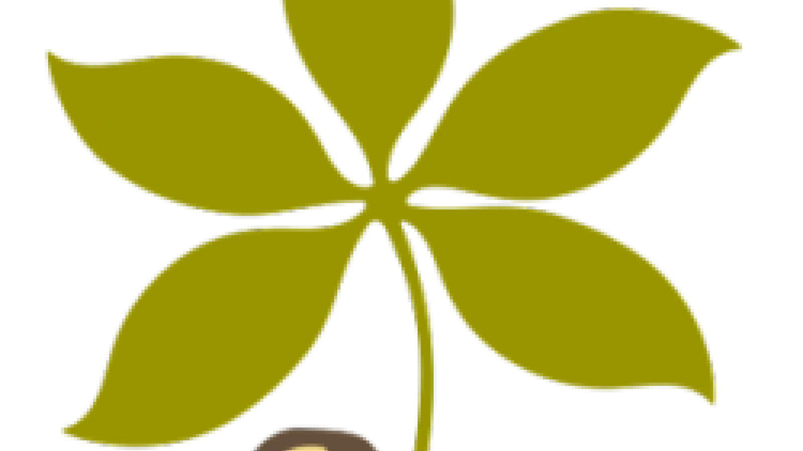 buckeye leaf and a buckeye nut