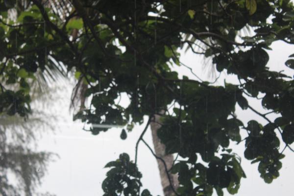A tree in the Atlantic Coast in Nicaragua