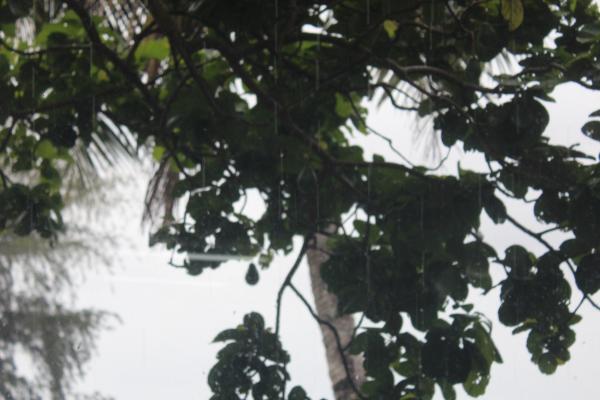 A picture of the Atlantic Coast in Nicaragua A picture of a tree in the Atlantic Coast in Nicaragua