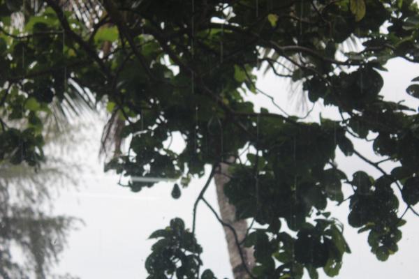 A picture of a tree in the Atlantic Coast in Nicaragua