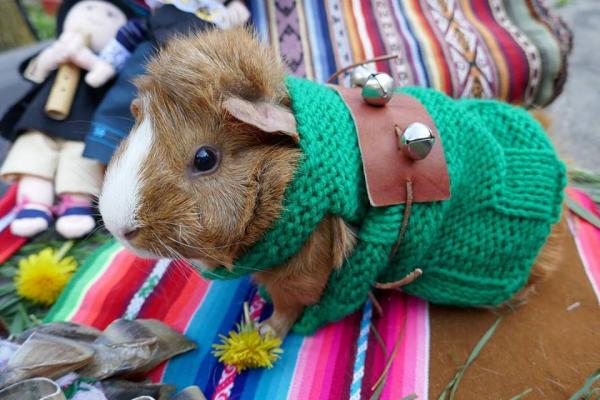 Mishki the guinea pig in a sweater