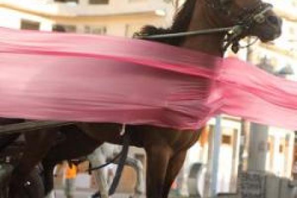 Horse