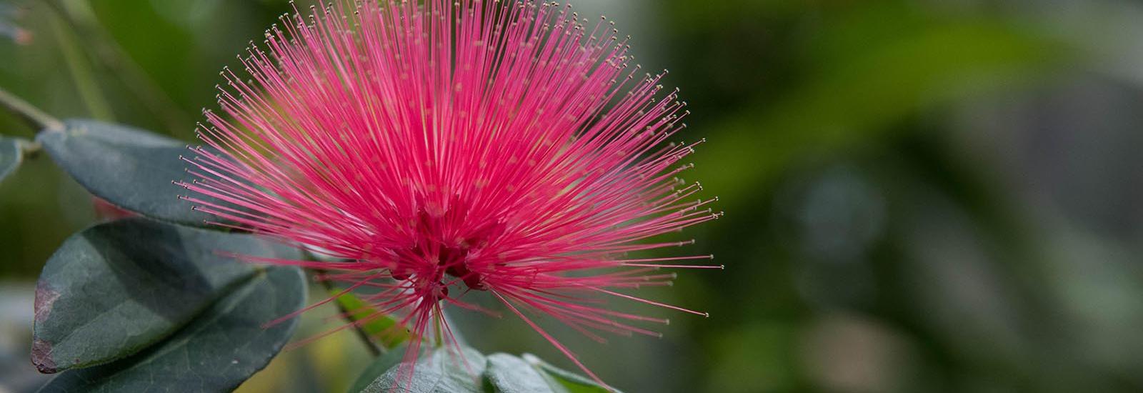 Pink Flower Pink Flower